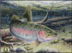 (image for) Rainbow Trout
